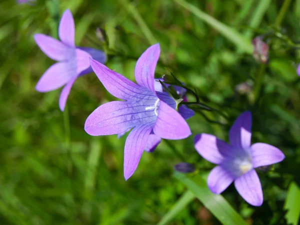 Campanula flower on green grass background — Stock Photo, Image