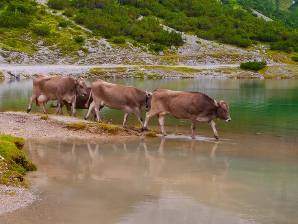 Gölde duran üç Alp inek — Stok fotoğraf