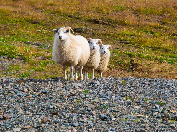 Sheep triple — Stock Photo, Image