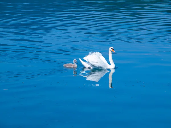 White swan with cygnet — Stock Photo, Image