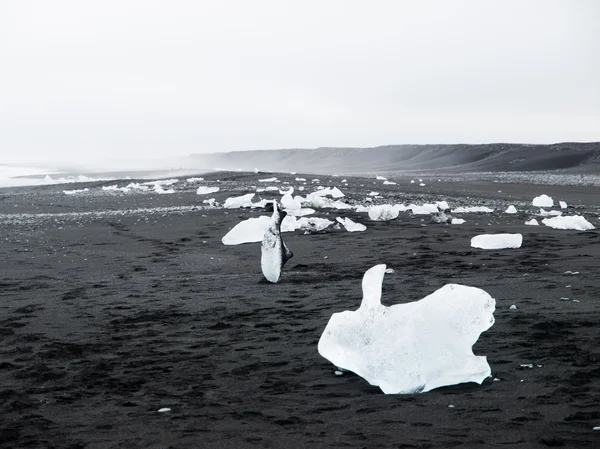 Plage noire pleine d'icebergs — Photo