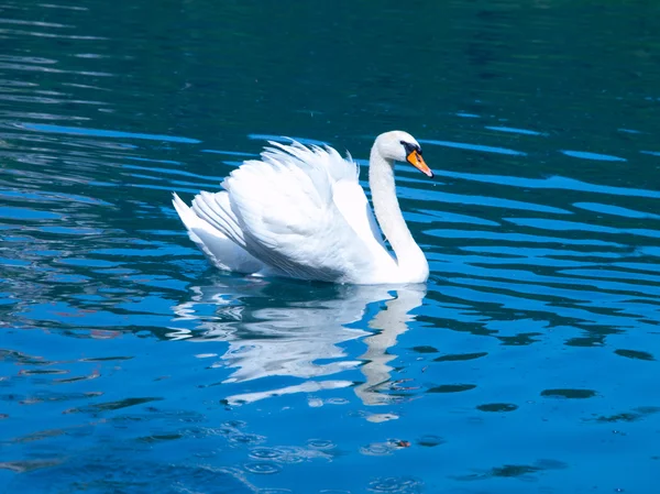 Mute swan — Stock Photo, Image