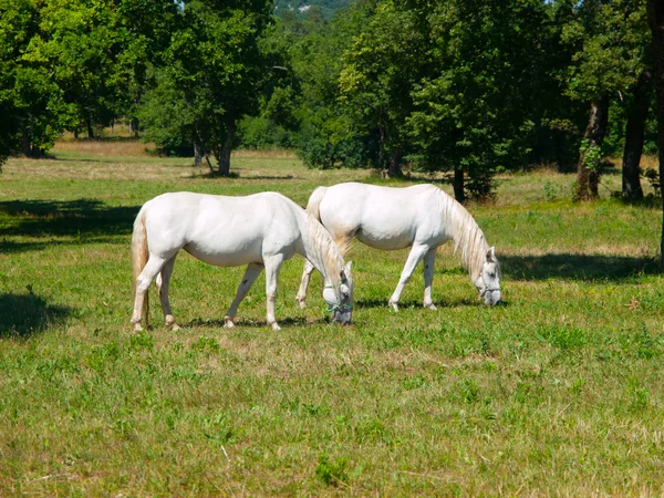 Липицанерские лошади — стоковое фото