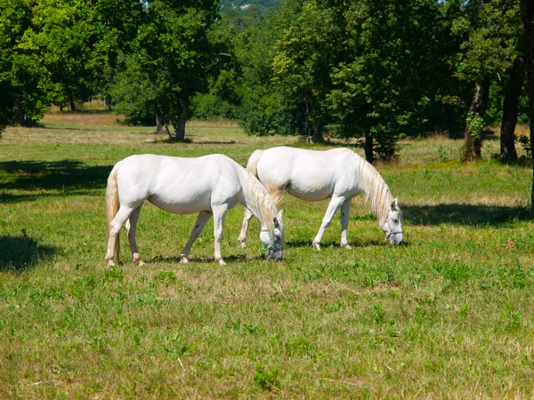 Konie Lipizzaner — Zdjęcie stockowe