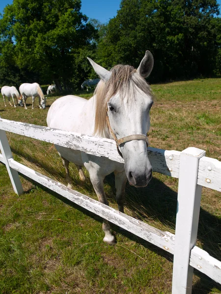 Portrait of Lipizzaner stallion — Stock Photo, Image