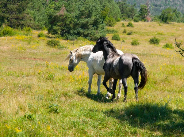 Black and white horses on a pasture — Stock Photo, Image