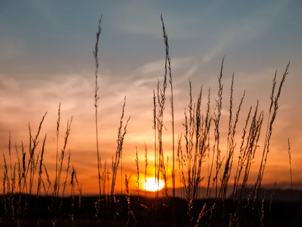 Sonnenuntergang und Gras — Stockfoto
