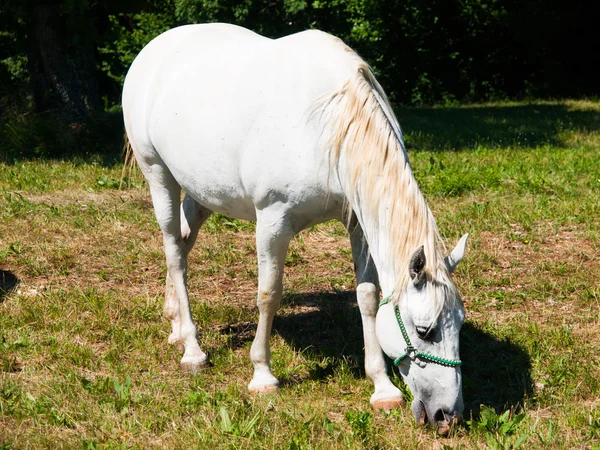 White Lipizzaner grazing — Stock Photo, Image