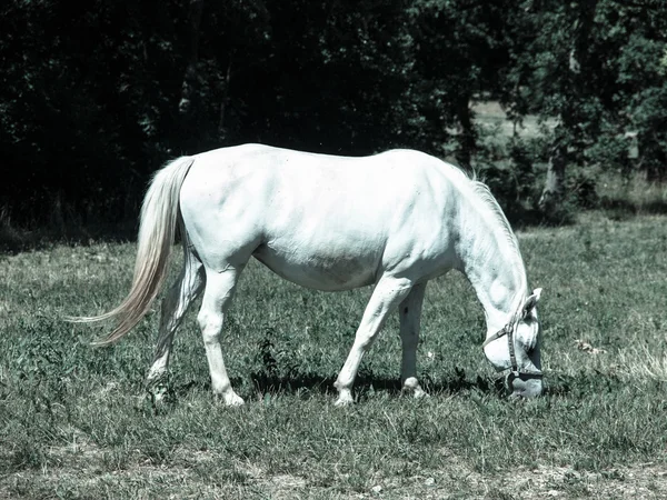 White Lipizzaner grazing — Stock Photo, Image