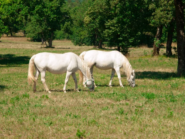 White Lipizzaners grazing — Stock Photo, Image