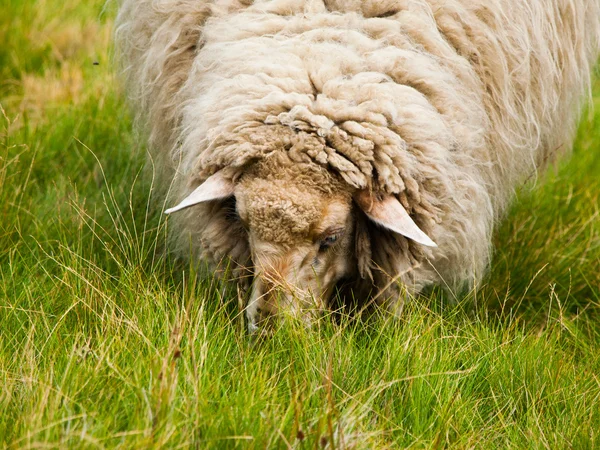 放牧绵羊的详细的视图 — 图库照片