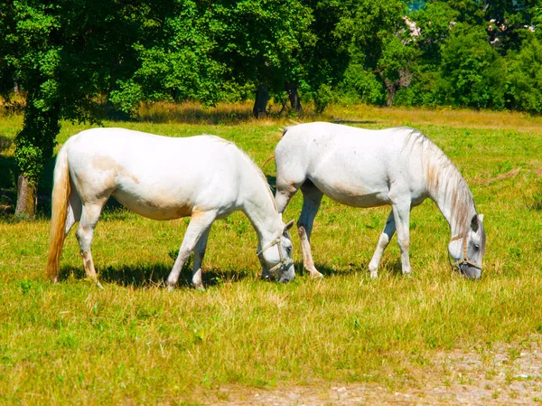 White Lipizzaners grazing — Stock Photo, Image