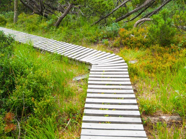 Wooden hiking trail — Stock Photo, Image