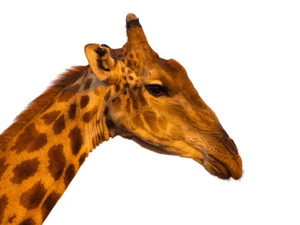 Giraffe profiel portret — Stockfoto