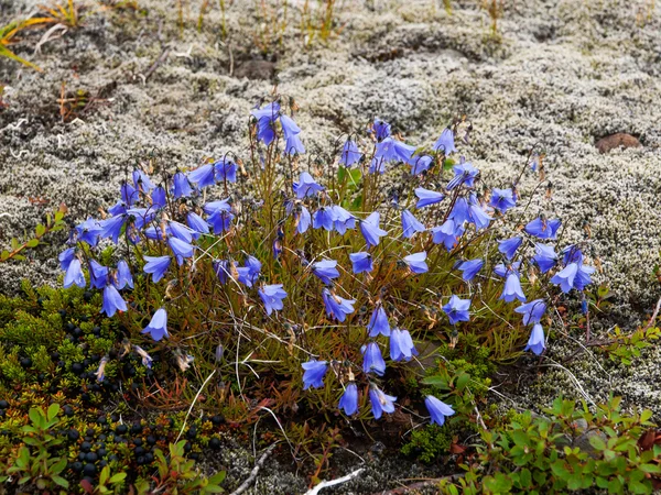 Květy fialové harebell v národním parku Skaftafell — Stock fotografie