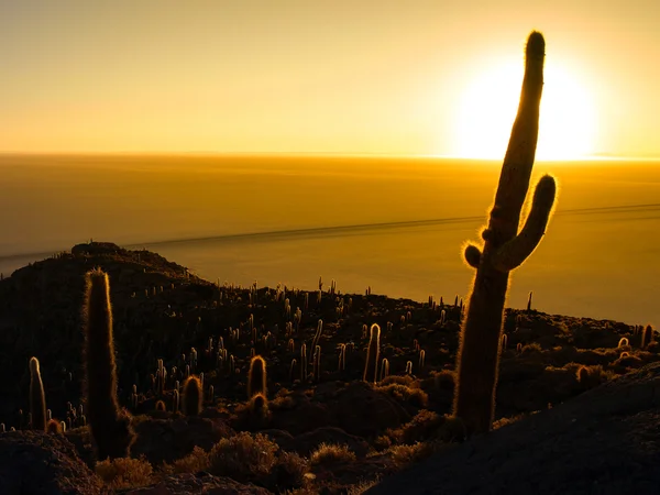 Silueta de cactus al amanecer en el Salar de Uyuni — Foto de Stock