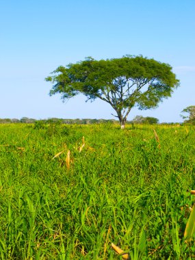 Lush vegetation of amazonian pampas clipart