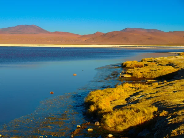 Laguna Colorada en Cordillera de Lipez —  Fotos de Stock