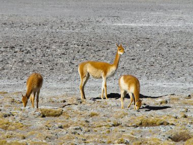 Herd of vicunas clipart