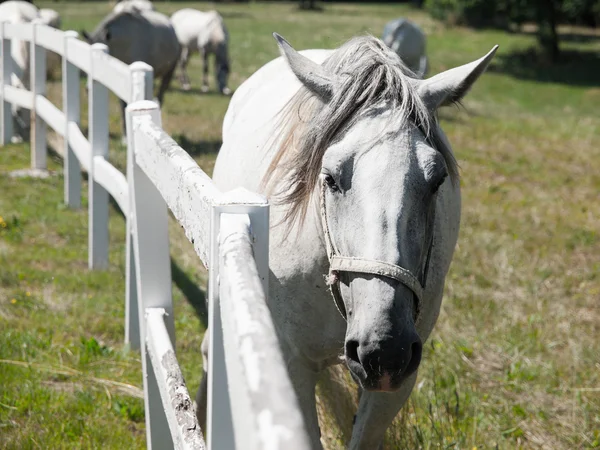 Portrait of Lipizzaner stallion — Stock Photo, Image