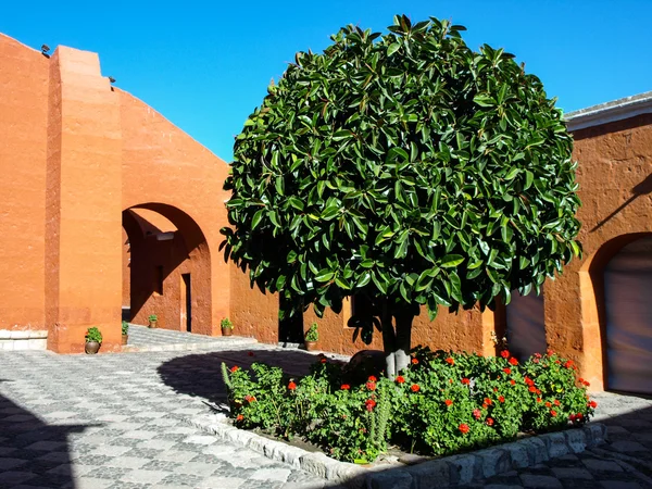 Gröna träd av Santa Catalina Monastery i Arequipa — Stockfoto