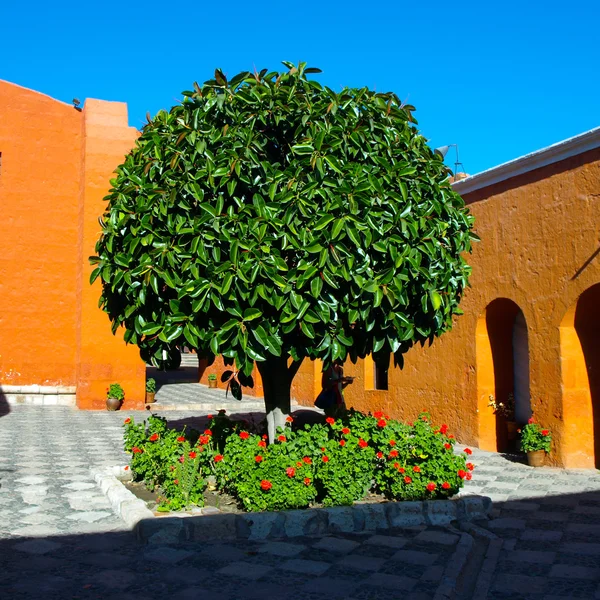 Gröna träd av Santa Catalina Monastery i Arequipa — Stockfoto