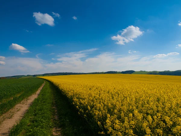 植物と国の道路のレイプの夏の日 — ストック写真