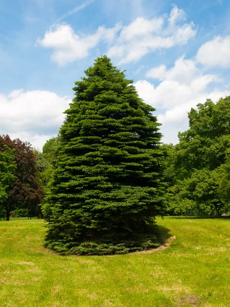 Barrträd i parken — Stockfoto