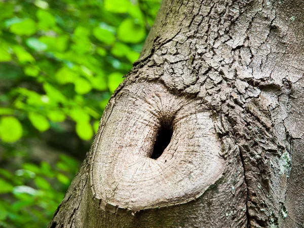 Boomstam met knoop en zwart gat — Stockfoto