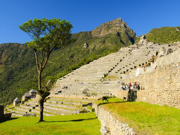 Terrazas de Machu Picchu — Foto de Stock