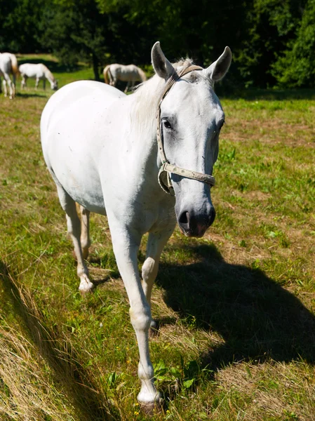 Portrait of Lipizzaner stallion — Stock Photo, Image