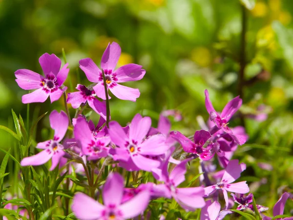 Pequeñas flores rosadas — Foto de Stock