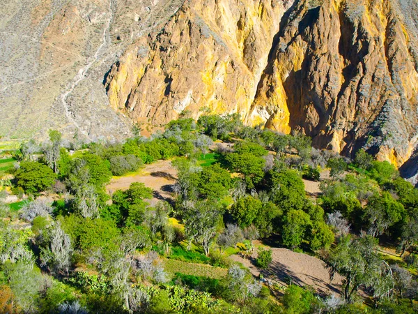 Oasi verde sul fondo del Canyon del Colca in Perù — Foto Stock