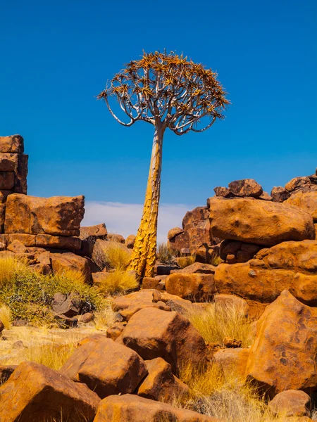 Quiver tree in namibian Giants Playground — Stock Photo, Image