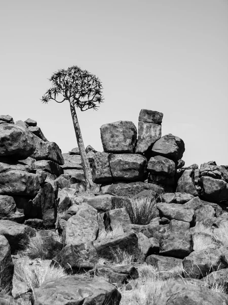 Quiver tree nel parco giochi dei giganti namibiani — Foto Stock