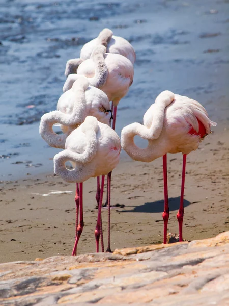 Sleeping standing flamingos — Stock Photo, Image