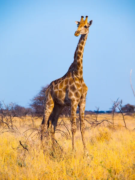 Girafa em pé na savana — Fotografia de Stock