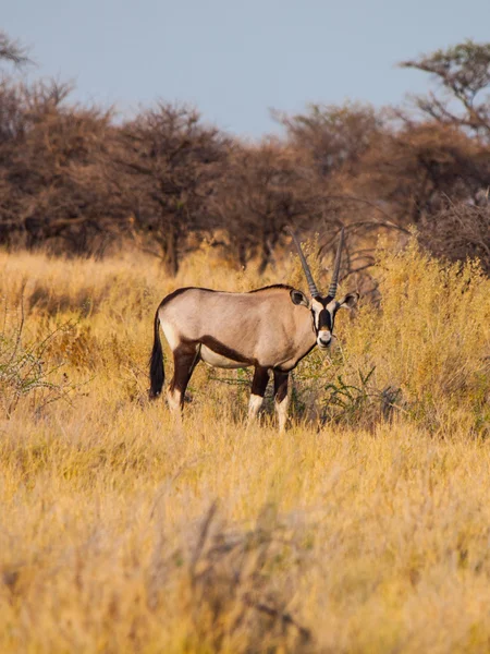 Antílope Gemsbok en la hierba amarilla —  Fotos de Stock