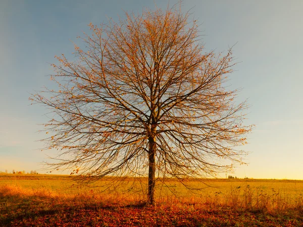 Osamělý podzimní strom bez listí — Stock fotografie