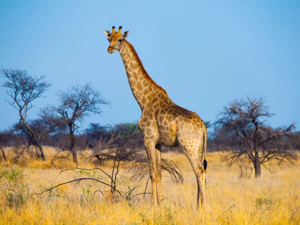 Girafa em pé na savana — Fotografia de Stock