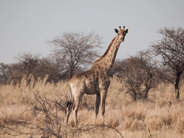 Standing giraffe in savanna — Stock Photo, Image