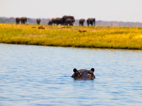 Ippona completamente affondata sotto la superficie del fiume — Foto Stock