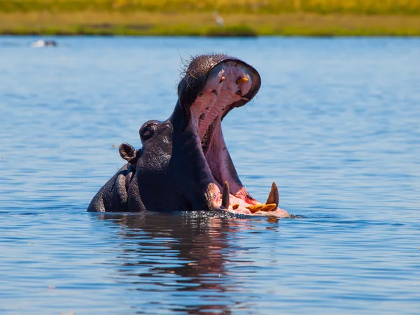 Grote nijlpaard met wijd open mond in de rivier — Stockfoto