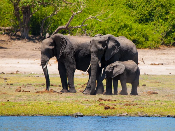 Семья слонов у реки — стоковое фото