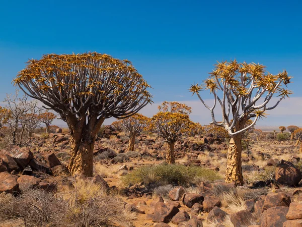 Bosque de árbol de carcaj — Foto de Stock