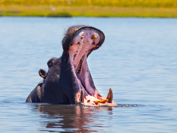 Grote nijlpaard met wijd open mond in de rivier — Stockfoto