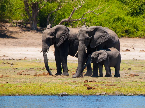 Семья слонов у реки — стоковое фото