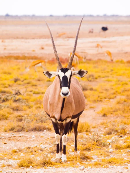 Antilope Gemsbok nell'erba gialla — Foto Stock
