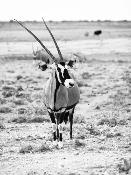 Antilope Gemsbok nell'erba gialla — Foto Stock