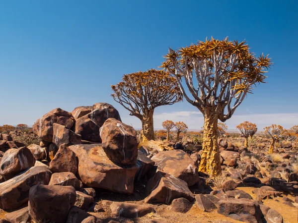 Quiver tree forest — Stock Photo, Image